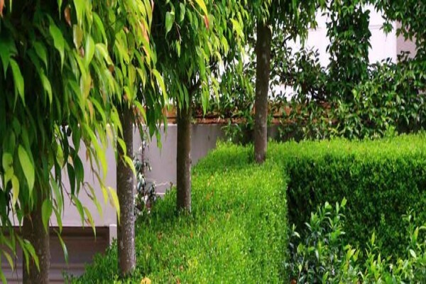 Cape Town Landscaping