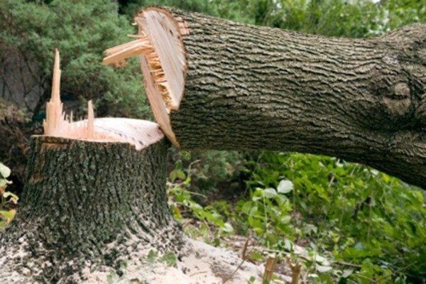 Meyerton Tree Fellers