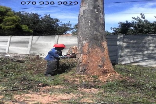 Meyerton Tree Fellers