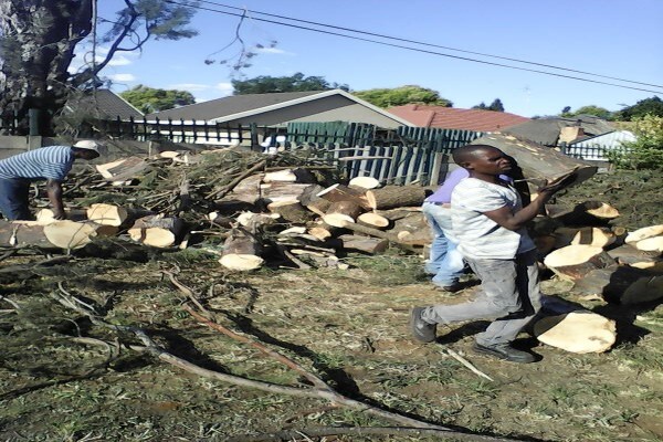 Meyerton Tree Fellers