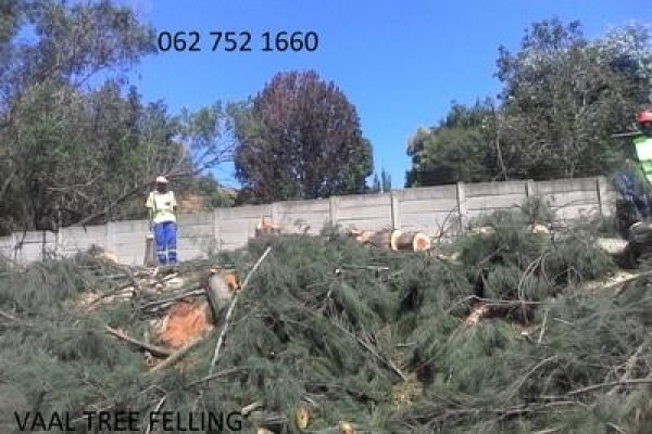 Meyerton Tree Fellers