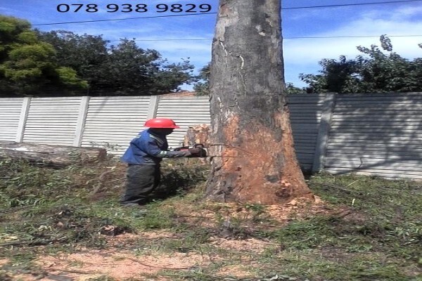 Meyerton Tree Fellers