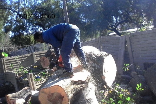 Meyerton Tree Fellers