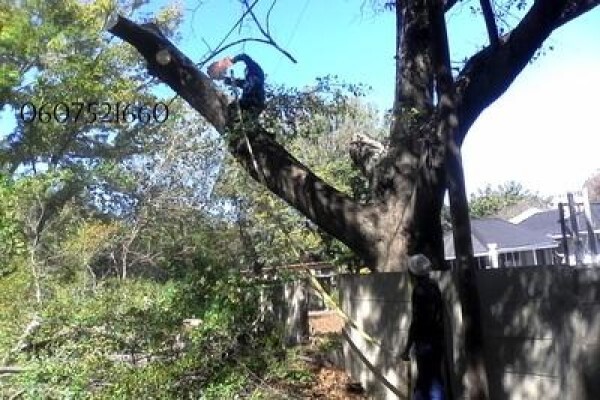 Meyerton Tree Fellers