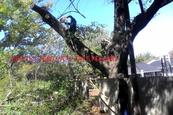 Meyerton Tree Fellers