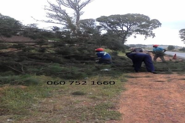 Meyerton Tree Fellers