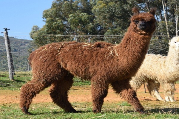 The Alpaca Loom Coffee Shop and Weaving Studio