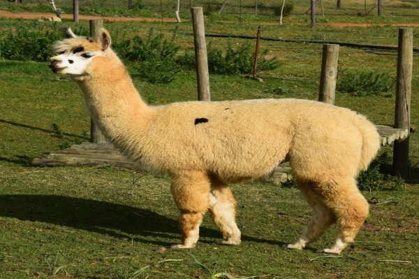 The Alpaca Loom Coffee Shop and Weaving Studio