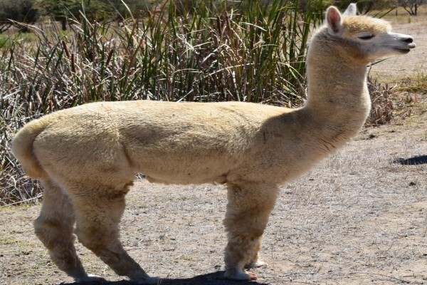 The Alpaca Loom Coffee Shop and Weaving Studio