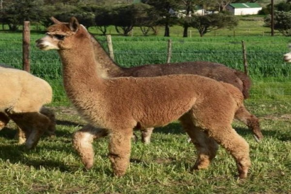 The Alpaca Loom Coffee Shop and Weaving Studio