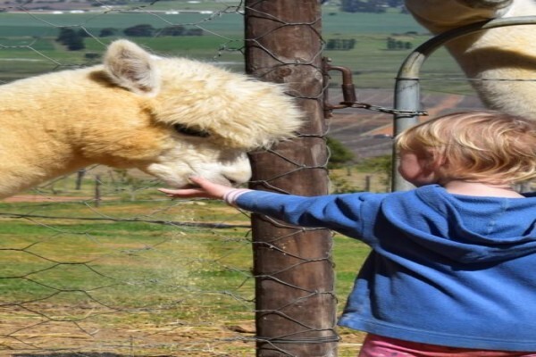 The Alpaca Loom Coffee Shop and Weaving Studio