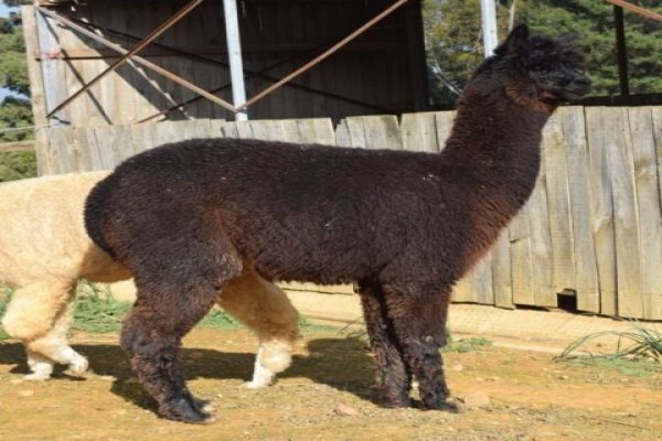 The Alpaca Loom Coffee Shop and Weaving Studio