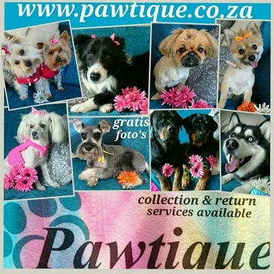 Pawtique Doggy Parlour Honde Salon