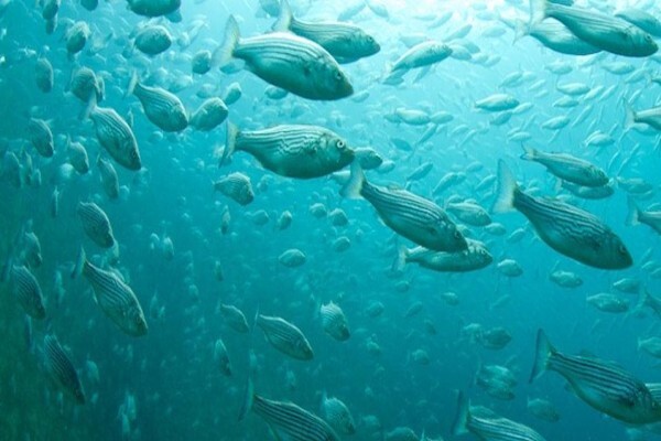 Blue Planet PTY Ltd