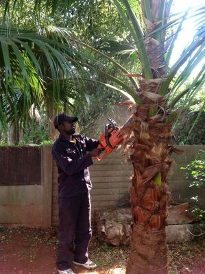 Arbor Care Tree Specialists