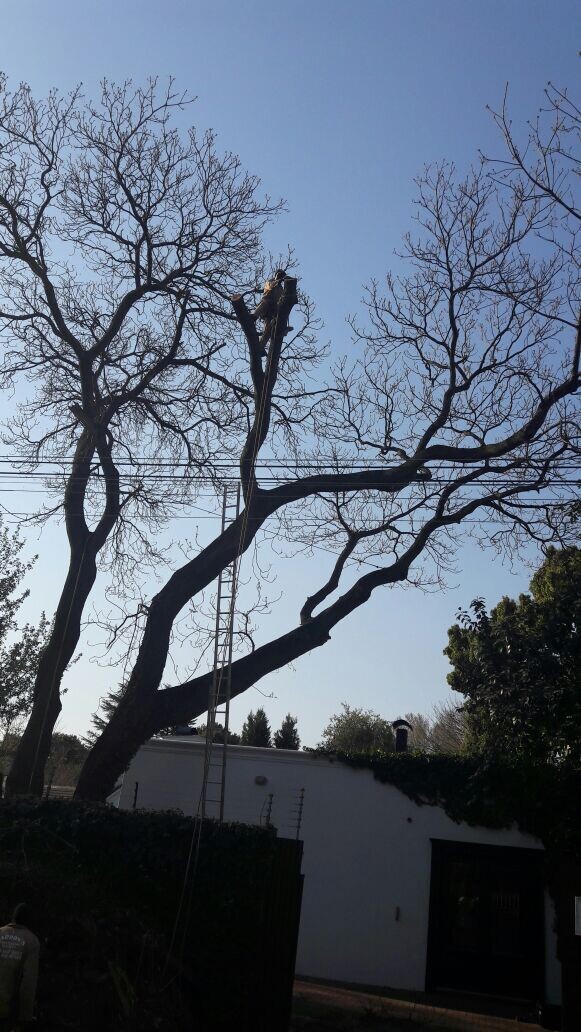 Arbor Care Tree Specialists