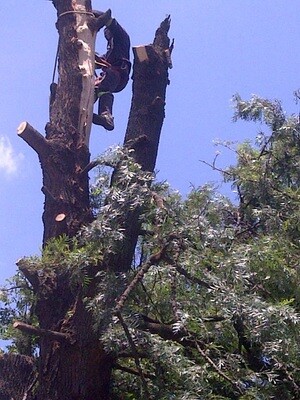 Arbor Care Tree Specialists