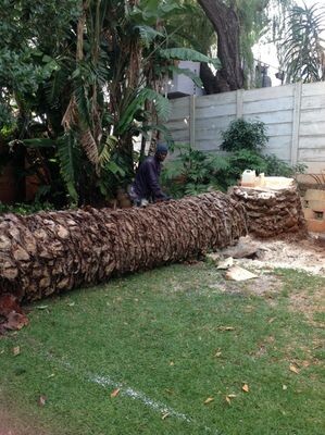Arbor Care Tree Specialists
