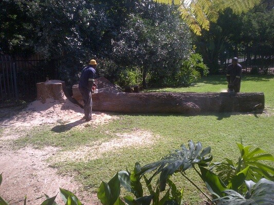 Arbor Care Tree Specialists