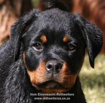 Vom Eisenwacht Rottweilers