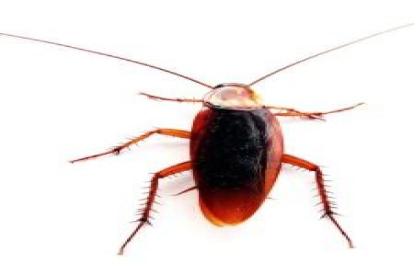 Pest Control Near Me