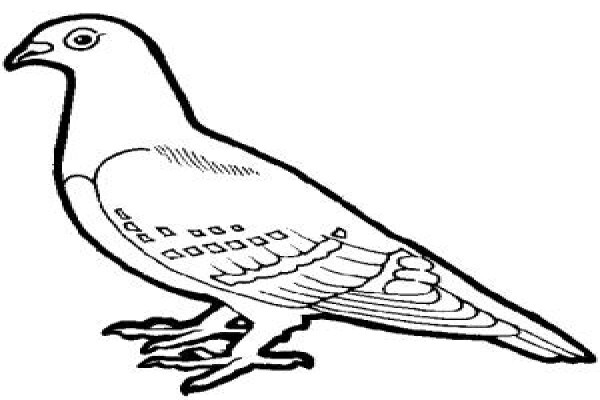 Pest Control Near Me