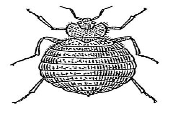 Pest Control Near Me