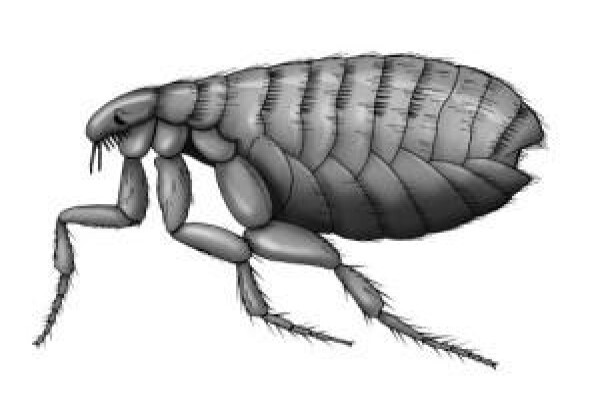 Pest Control Near Me