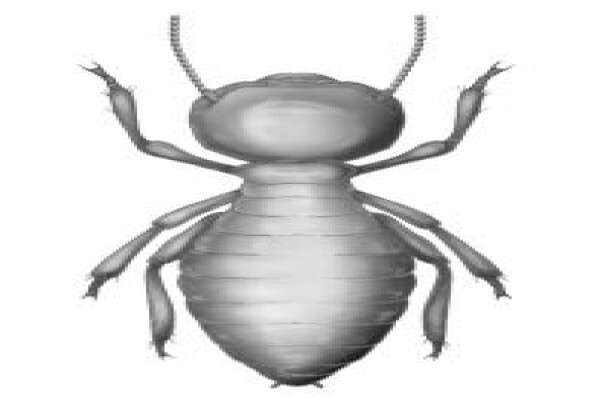 Pest Control Near Me
