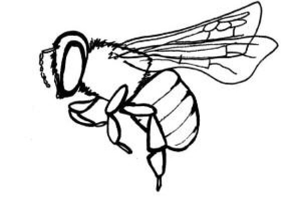 Pest Control Near Me