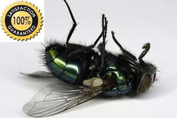 Pest Control Pros Pty Ltd