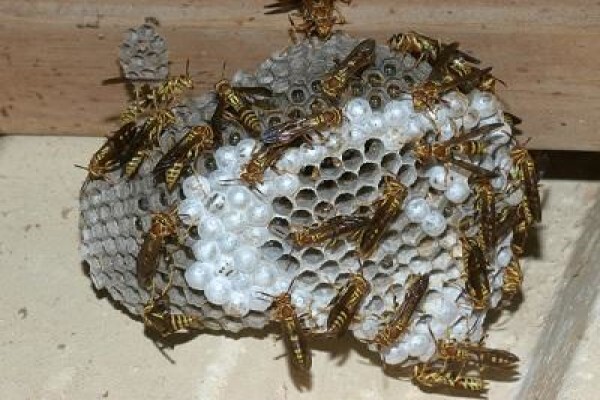 Pest Control Pros Pty Ltd
