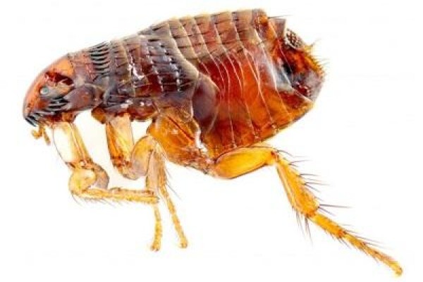 Pest Control Pros Pty Ltd