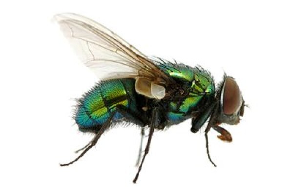 Pest Control Pros Pty Ltd
