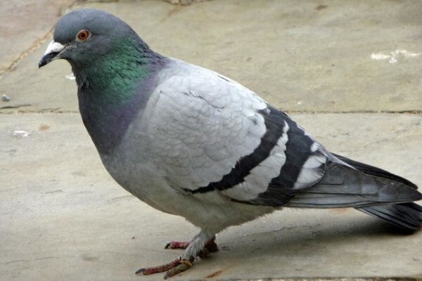 Pest Control Pros Pty Ltd