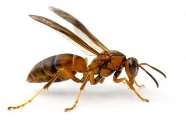 Pest Control Pros Pty Ltd