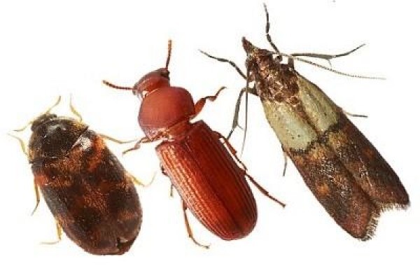 Pest Control Pros Pty Ltd