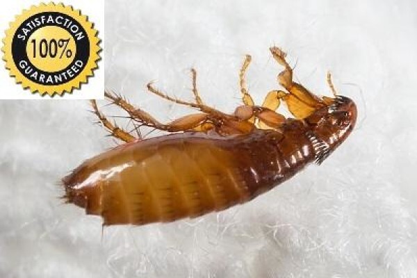 Pest Control Pros Pty Ltd