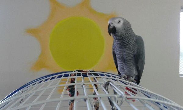Fallen Angels Bird Sanctuary & Rescue Facility