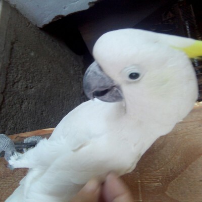 Fallen Angels Bird Sanctuary & Rescue Facility