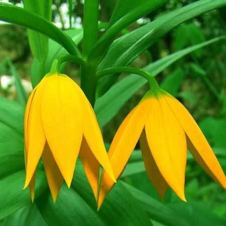 Hlengiwe Luthuli Environmental Management