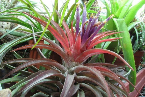Glass Gardens