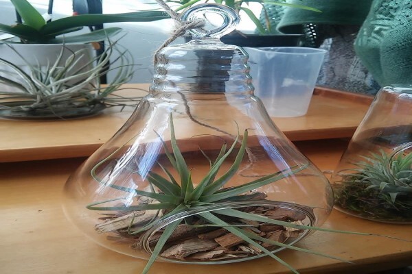 Glass Gardens