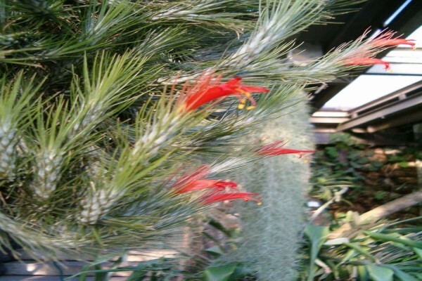 Glass Gardens