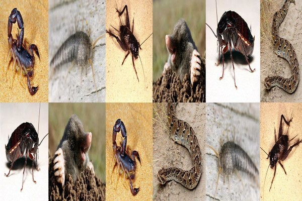 Pest Managers