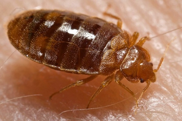 Pest Managers