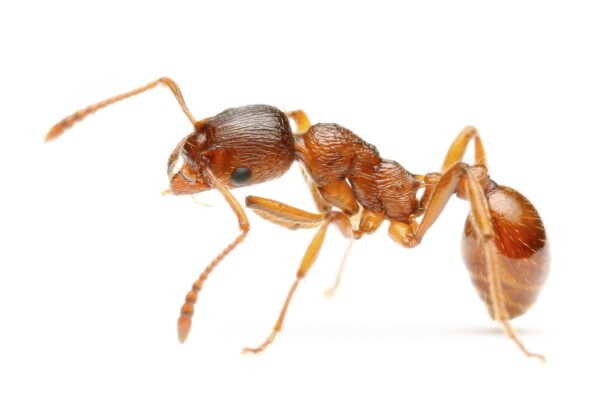 Pest Managers