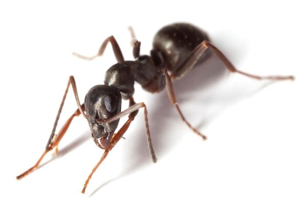 Pest Managers
