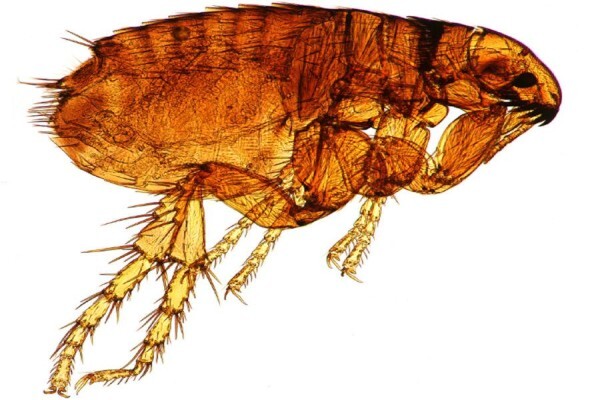 Pest Managers
