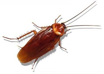 Value Pest Control